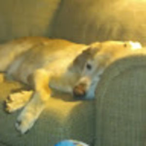 Meet your Posher, Dave